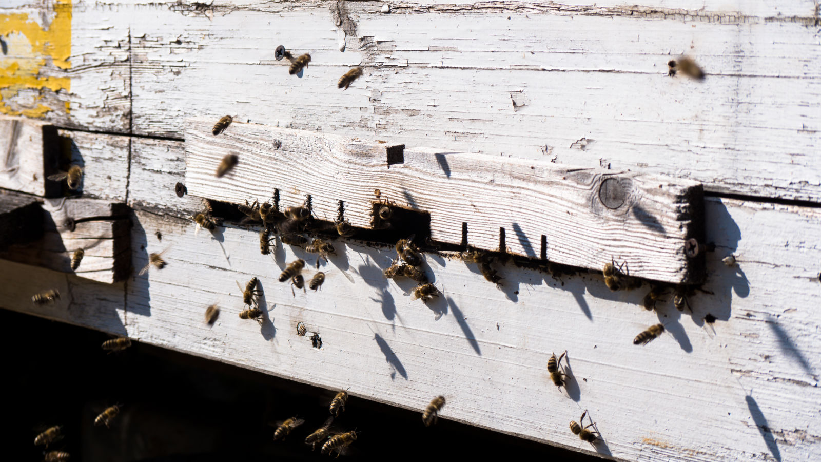 Learn honey making in Ivanovka village | Azerbaijan Travel