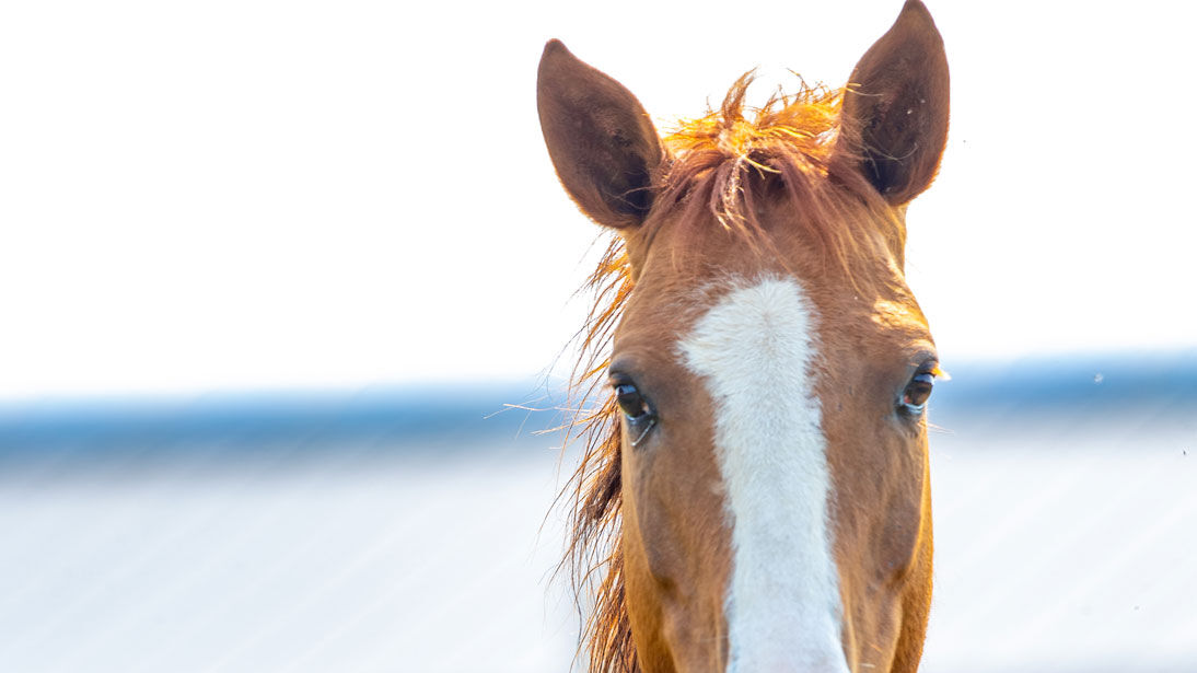 Horse riding in Baku Azerbaijan.Travel