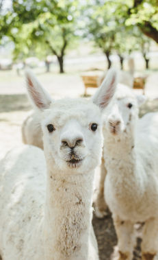Oбретите душевное спокойствие на ферме альпака в Шамахе