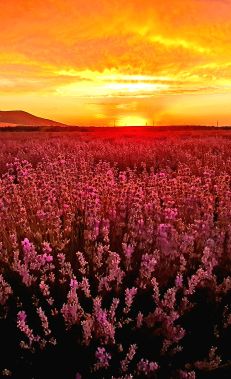 Visit the lavender fields  of Gabala