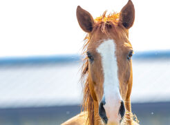 Horse riding in Baku