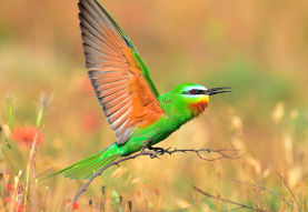 Birdwatching in Azerbaijan