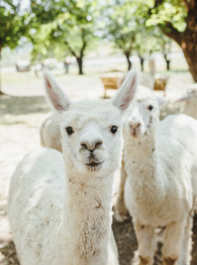 Find peace of mind at the Shamakhi alpaca farm