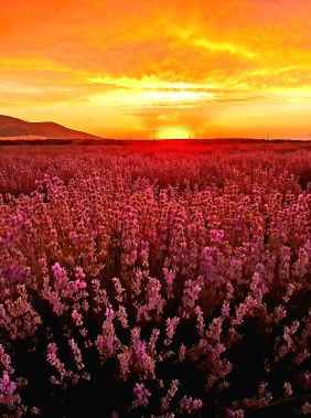 Visit the lavender fields  of Gabala
