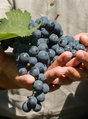 История виноделия в Азербайджане
