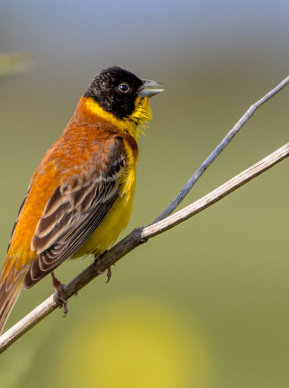 Birdwatching in Azerbaijan