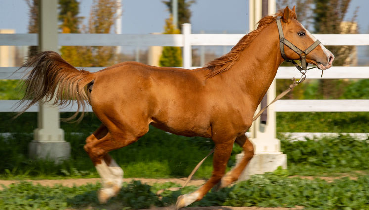 The Karabakh horse