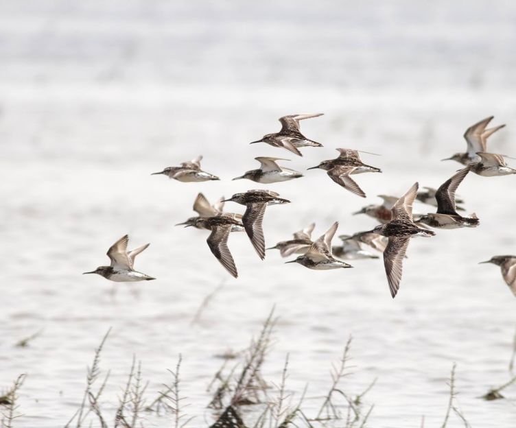 Birdwatching in Gizil Aghaj National Park | Azerbaijan.Travel