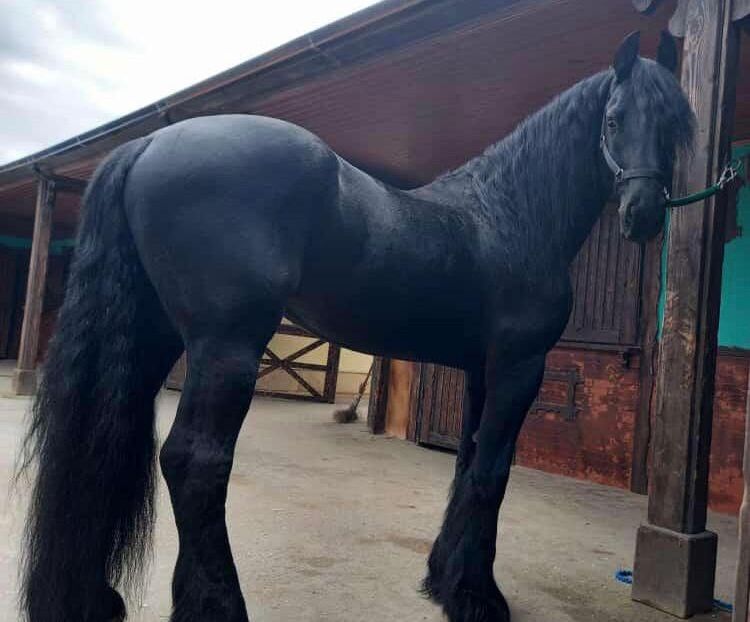 Horse riding in Baku Azerbaijan.Travel