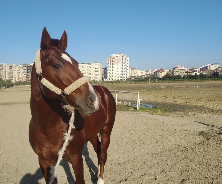 Horse riding in Baku Azerbaijan.Travel
