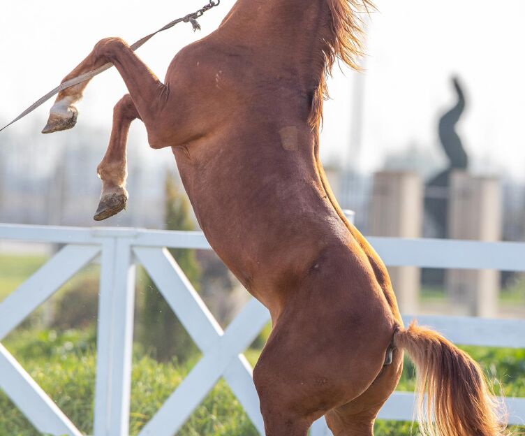 Horse riding in Baku Azerbaijan.Travel