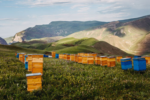 Slow Food in Azerbaijan presents another sustainable experience for travellers