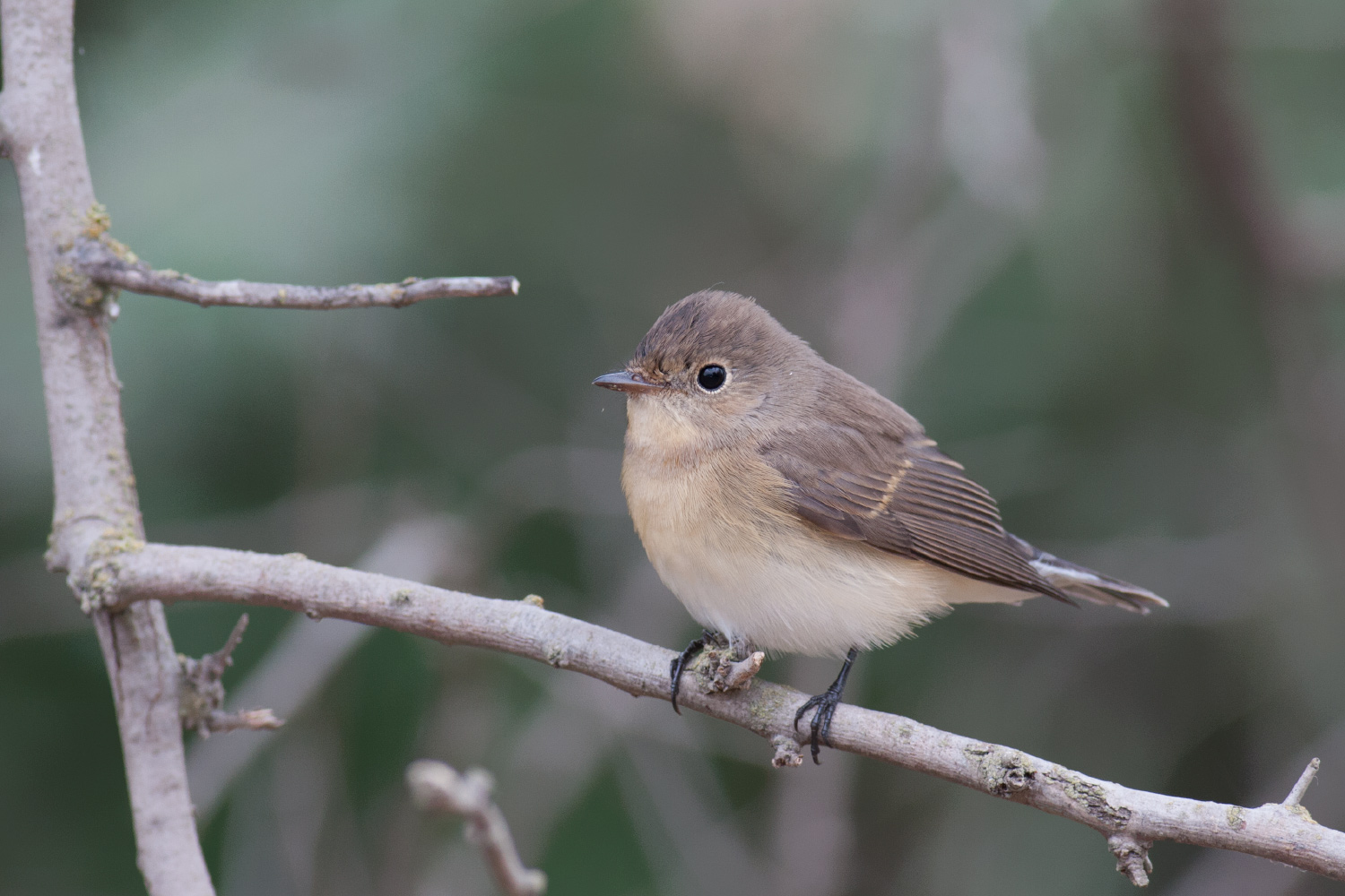 Birdwatching in Gizil Aghaj National Park | Azerbaijan.Travel